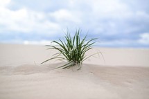 A clump of grass growing on a sandy beach.