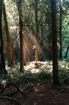 rays of sunlight shining into a forest 