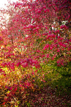 Red fall leaves on tree