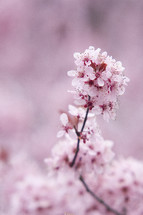 A cherry blossom branch