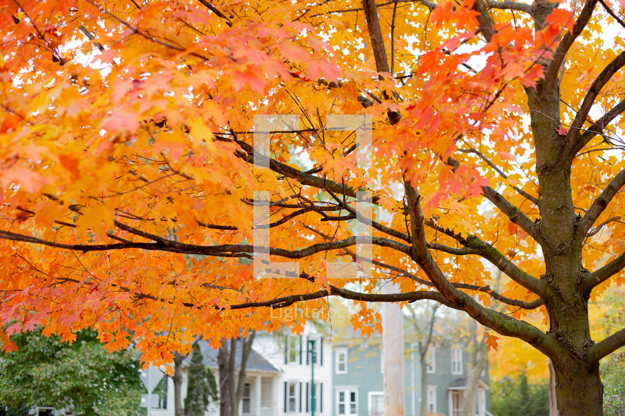 orange leaves on a tree in fall in a neighborhood 