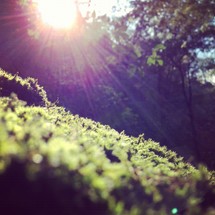 sunburst over foliage covered ground