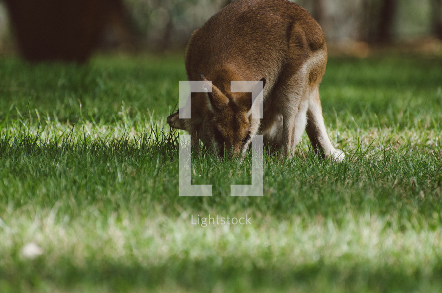 A mother wallaby grazes on grass while her young joey  peeks out from her pouch.