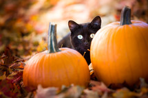 a black cat and orange pumpkins 