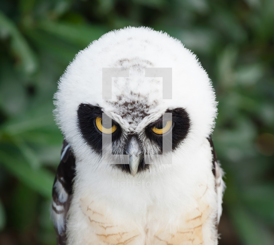 Spectacled Owl (Pulsatrix perspicillata)  