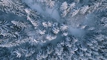 Top down view winter forest in wild frozen nature with snowy trees background
