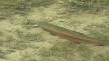 Rainbow trout fish swims in a mountain lake Oncorhynchus mykiss
