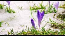 Timelapse of spring snow melting and Saffron Crocus flowers blooming in green meadow. 
