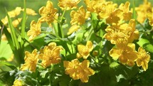 Bunch of yellow marsh marigold flowers in green spring nature Caltha Palustris background
