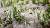 Fresh snowdrop flowers blooming in sunny spring time lapse with fast melting snow on green meadow
