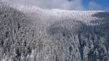 Aerial view of snowy forest in cold sunny winter 