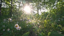 Sun is shining in fresh green forest with beautiful daisy flowers in spring morning nature, peaceful natural background
