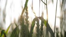 Wheat field. Rich harvest concept. Ears of golden wheat on the field on summer time. Rural Scenery under Shining Sunlight. Ripening ears of wheat field.