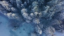 Bird view of frozen forest trees in cold winter season
