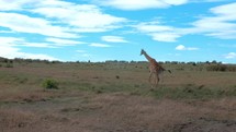 Giraffe walking across the African savanna in a natural and serene setting