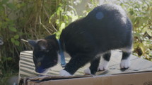 kitten outside on box on sunny day