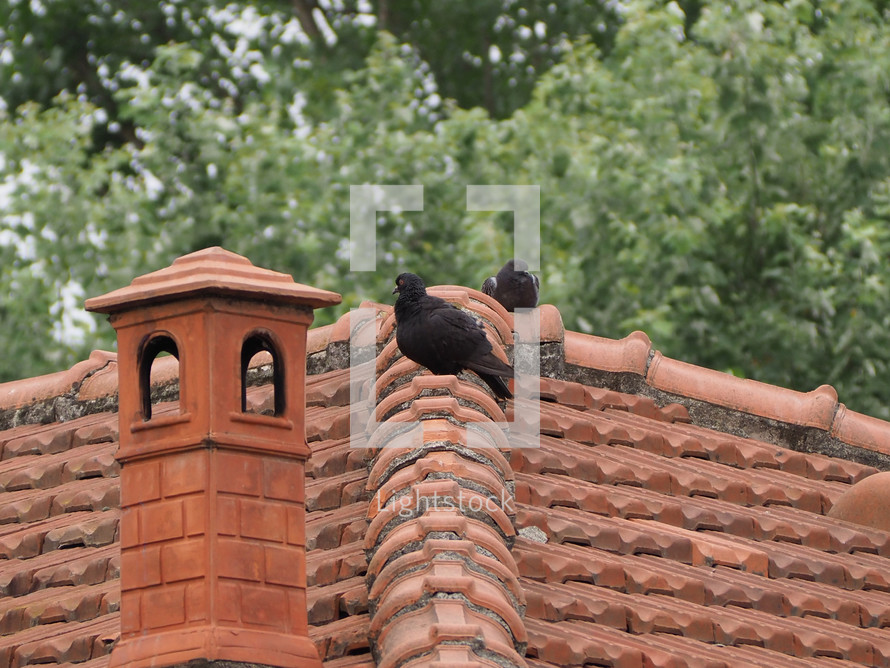 black domestic pigeon bird on a roof beside a chimney