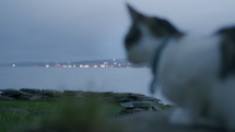 Pull focus from sea to cat