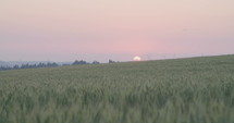 A green wheat field during sunset.