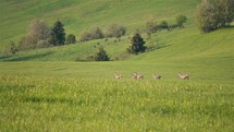 Fast motion of Deer graze on green meadow wildlife nature
