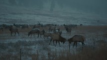 Two young male elk fighting on a snowy hill during dusk