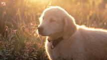 Amazing Portrait Of Adorable Golden Retriever Puppy On Summer Golden Hour Nature. Tiny dog, cute lovely pet, new member of family. High quality 4k footage