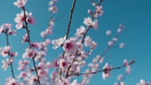 Flowers with pink petals on tree branches