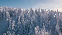 Aerial reveal shot of frozen winter forest in alpine mountains nature tourism background in beautiful sunny day
