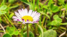 Close-up of white daisy flower Bellis perennis blooming in green spring nature Timelapse background
