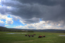 grazing buffalo 