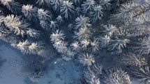 Top view of snowy winter forest with frozen trees in cold sunny day
