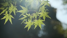 Japanese maple leaves on a branch in the sunlight