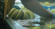 Workers washing bananas in water before packing during harvest