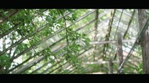 Nature's Reclaim: Abandoned Greenhouse Overrun by Nature