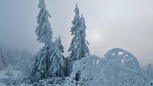 Blue light in frozen misty forest in wild winter nature 
