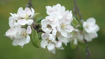 Honeybee pollinate white apple tree flowers in fresh spring
