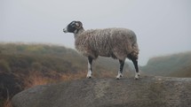 Wild ram on a rock in a mountain landscape setting, male sheep, mountain goat, cute animal