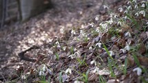 Snowdrops in forest moving in wind

