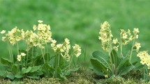 Fresh Spring Cowslip Primula veris flowers bloom in green meadow garden sunny nature
