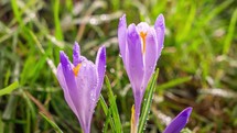 Close-up of violet crocus flowers blooming fast in fresh green meadow in spring morning Time lapse

