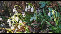 Time-lapse Snowdrops flowers blooming fast in sunny forest nature in fresh spring morning Grow
