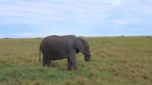Elephant walking and eating grass