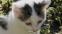 Kitten outside in sunshine closeup