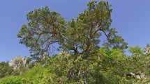 Beautiful pine tree in hearth shape moving in breeze wind in spring forest nature
