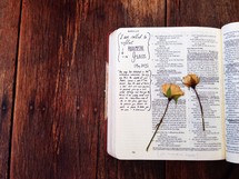 pressed roses on the pages of a Bible 