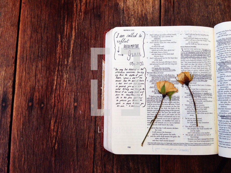 pressed roses on the pages of a Bible 