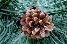 pinecone on a wreath 