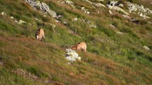 Chamois Rupicapra rupicapra graze on the alpine meadow in alps mountain nature

