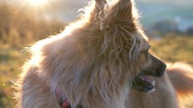 Portrait of cute happy brown dog scratches its ears at beautiful summer sunrise in morning nature light
