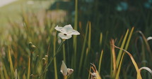 Tracking shot of a white flower and some grass in a backyard.